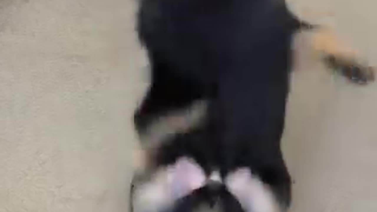 Funny dog 😂 video 😅 funny dance