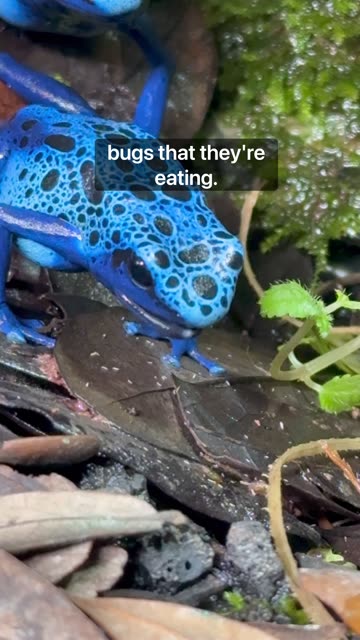 Late To Feed My Dart Frogs!