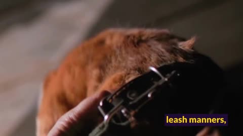 Move More, Stress Less—The Benefits of Dog Walking - Physical and Mental