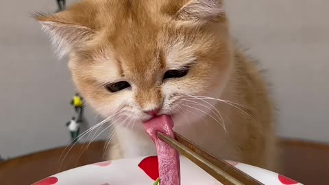 cutepets Immersion Eating🎧 #catfood#petasmr #cutepets #cuteanimals #asmr #decompression