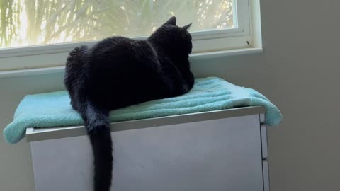 Pretty Precious Piper Looks Out the Window from Her Spa - My Adopted Shelter Cat Vlog.