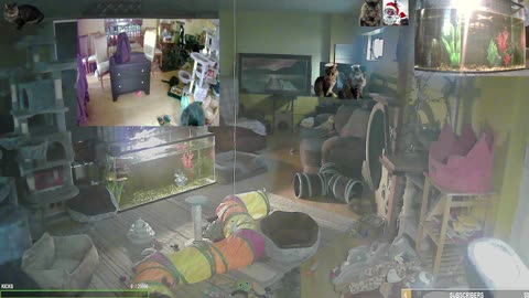 Tuesday Toe Beans with The Cat Ranch Crew