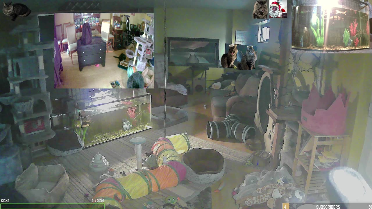 Tuesday Toe Beans with The Cat Ranch Crew