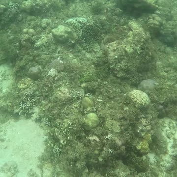 Diving into the Holidays: Christmas Day Snorkeling Adventure