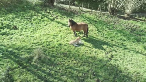 Bay Basque Country Mountain Horse in Spain