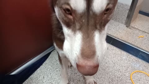 Ron 3y A883258 kennel 62 pod 3 PACC shelter was adopted Sure glad lovin boy found a home💗20251130207