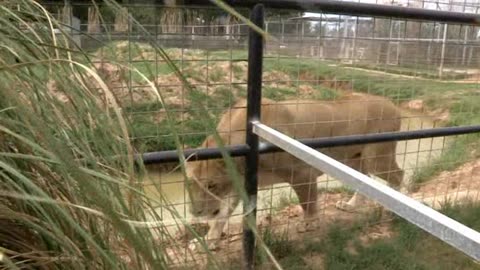 luis theroux - americas most dangerous pets