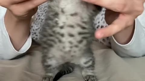 cute cat