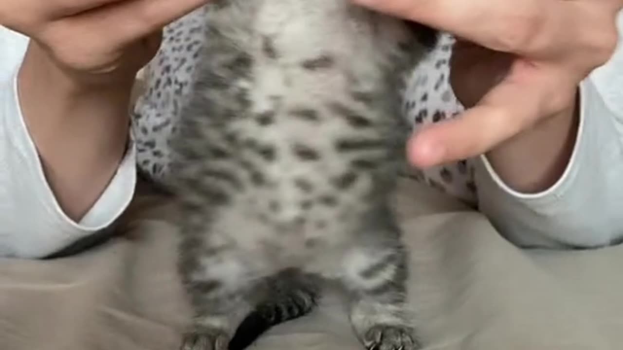 cute cat