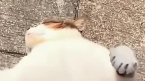 Funny Cat Videos, Funny Cat Accidents / Lustige Katzen Videos, Lustige Katzen Unfälle