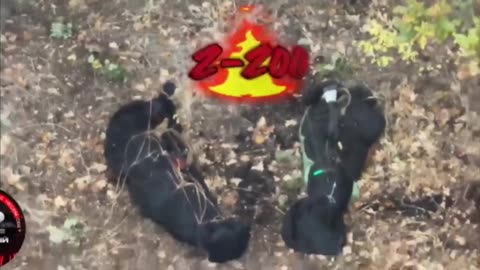 Daily hohols' slaughter🐷