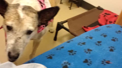 Venus 10y A851996@TRN lookin4forever home She's lovely lady not many teeth but eats great20251005197