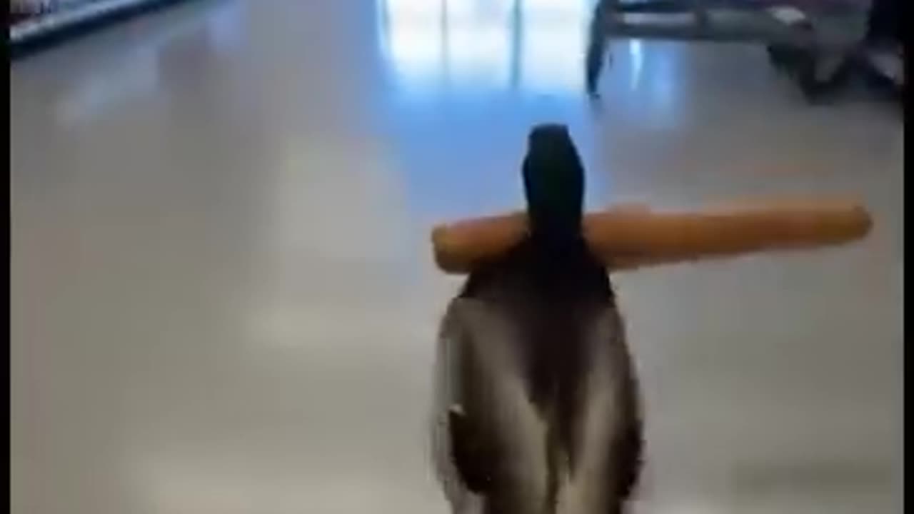 Funny 😂 video of duck 🦆