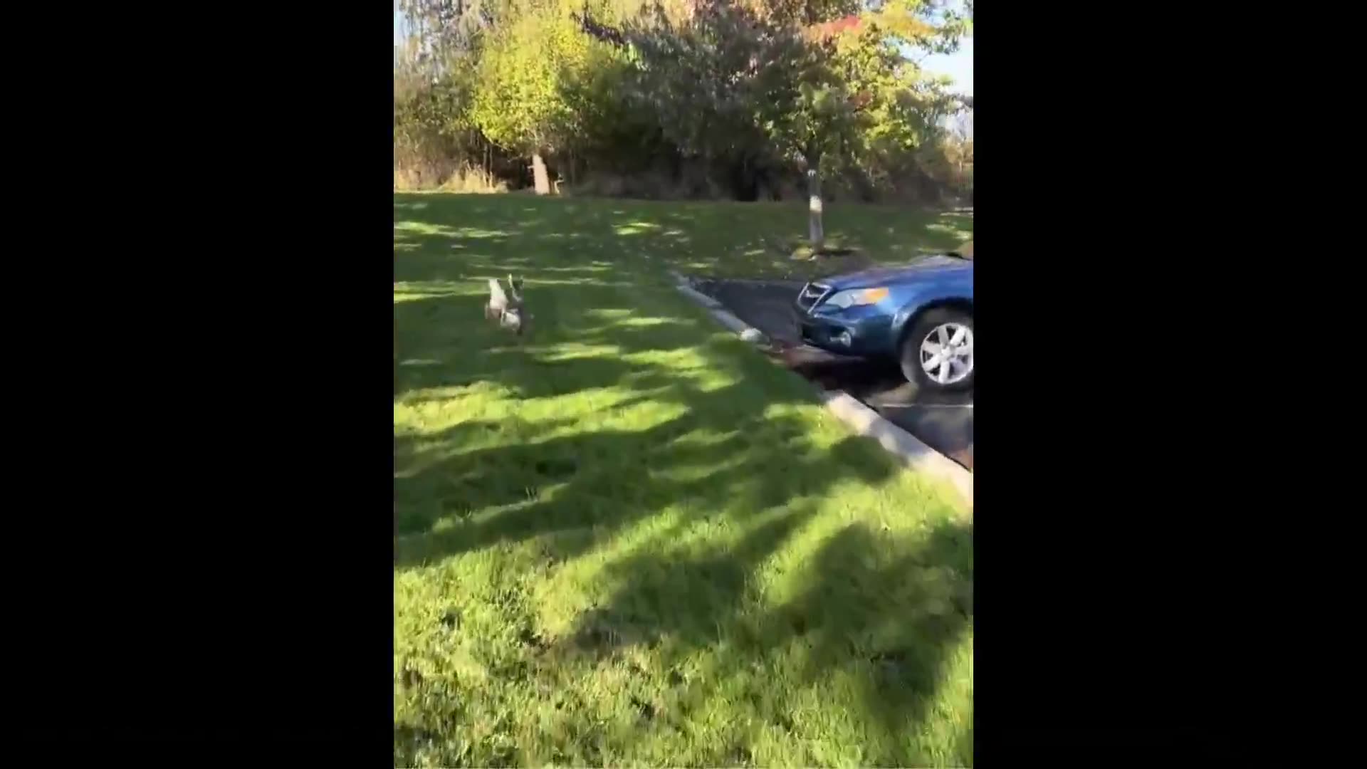 Ever see a deer like this? A deer with dwarfism