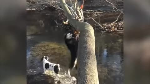 Dog fanny video with water