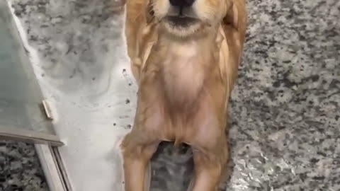 Golden Retriever Puppy Finds Bliss In Bath Time