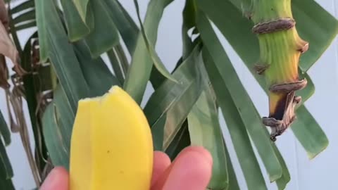 Banana Plant vs. Banana Tree: What's the Difference?"
