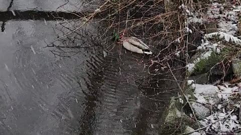 Duck swimming in the snow