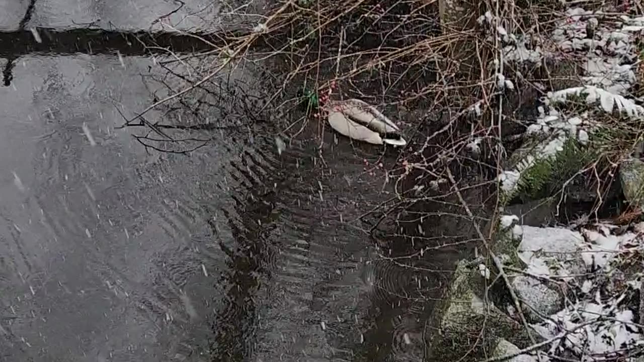 Duck swimming in the snow