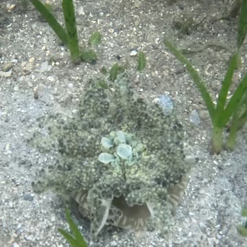 Snorkeling Day! #jellyfish