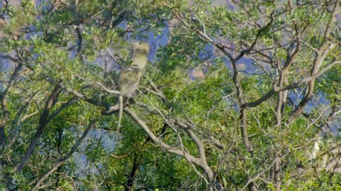 Africas Wild Horizons: Series 1_The Waterberg Mountains of Life
