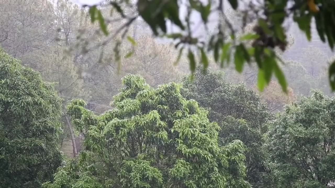 Rain in the Forest 🌧️ | Relaxing Rain Sounds for Sleep, Study & Meditation 🌲