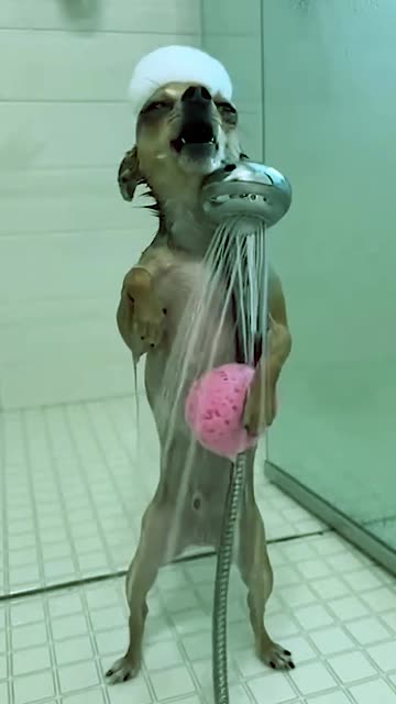 Your Dog Thinks He’s a Rockstar in the Shower! 🎤🐶🚿 #FunnyDogs #SingingDog #ShowerTime #DogLovers