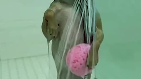 Your Dog Thinks He’s a Rockstar in the Shower! 🎤🐶🚿 #FunnyDogs #SingingDog #ShowerTime #DogLovers