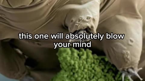 Craziest things you didn't know animals could do!
