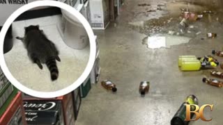 Drunk raccoon found passed out in Virginia liquor store