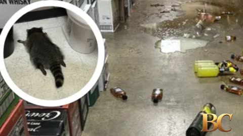 Drunk raccoon found passed out in Virginia liquor store
