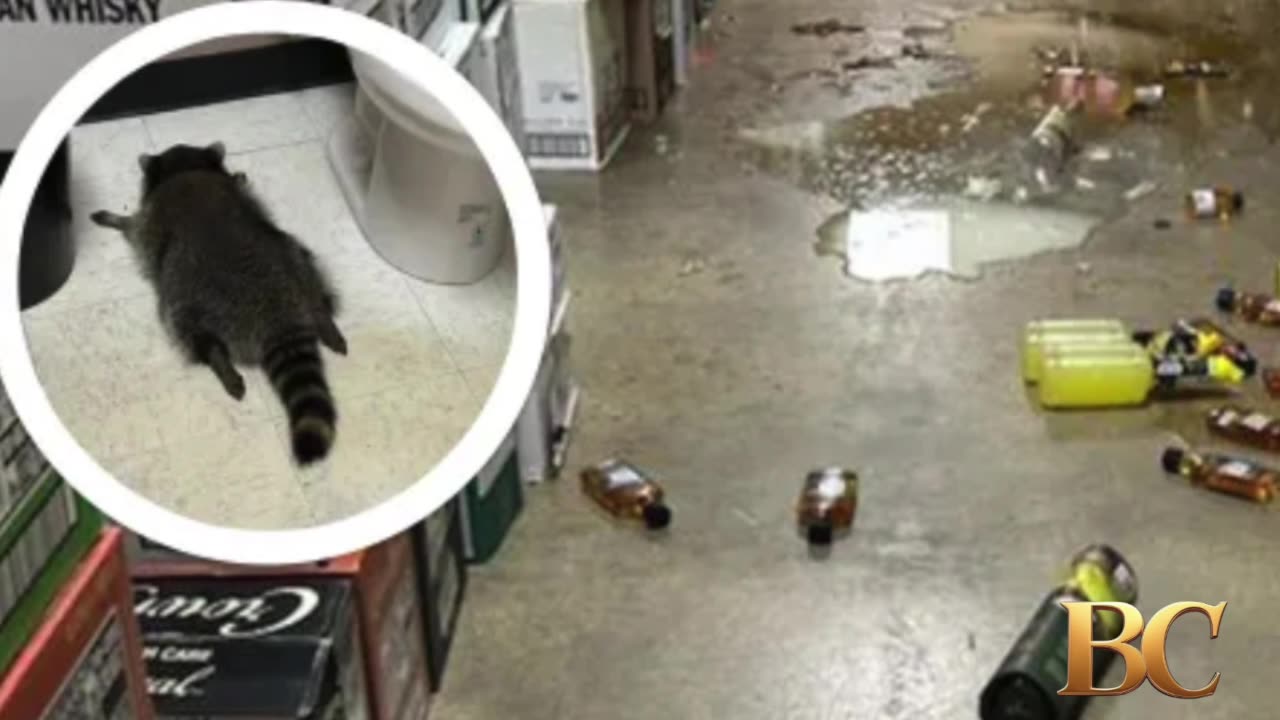 Drunk raccoon found passed out in Virginia liquor store
