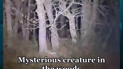😱👻 You Won't Believe What They Caught on Camera! Aliens, Skinwalker, Windigo, UFO, Ghost | TheHaunti