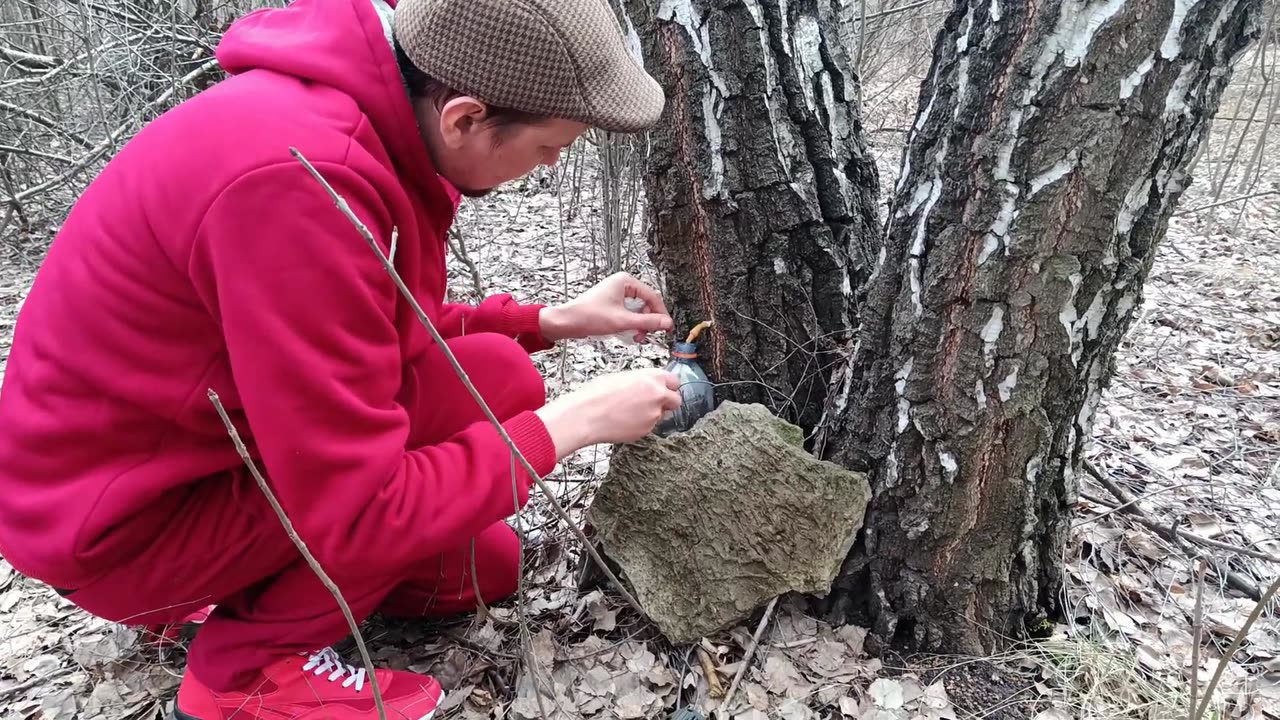 ОТец собирает берёзовый сок в рабочее время!