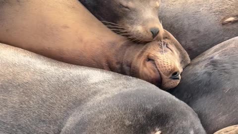 Sea Lion Snuggle