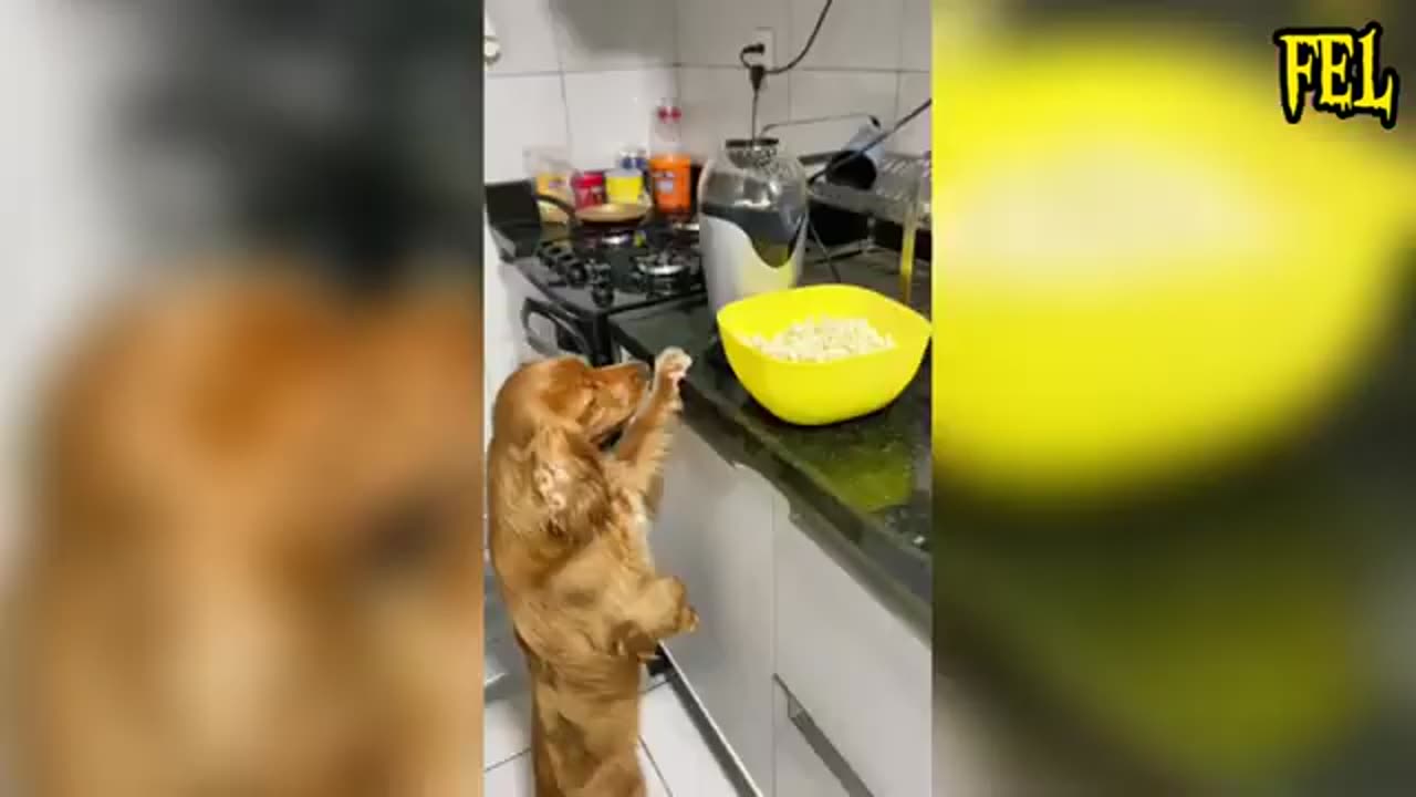 Hilarious Animal Antics Compilation - Non-Stop Laughter Guaranteed! 🐶🐱🐵🐢