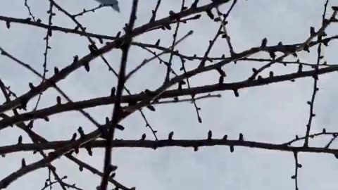 “Skynet enabled ufo style stealth fighter. Footage from china....“
