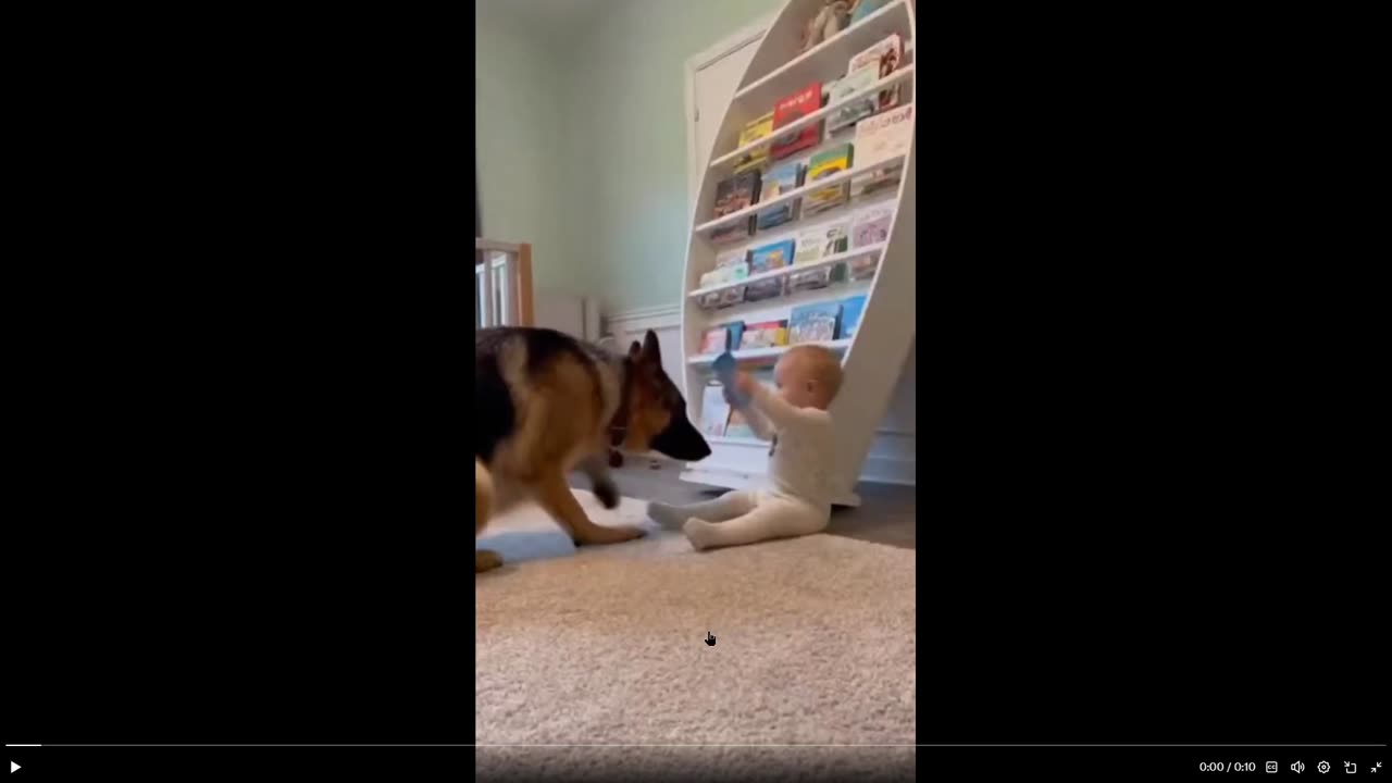 Millions of views on social media - Dog saves life of baby... BUT - read below vid