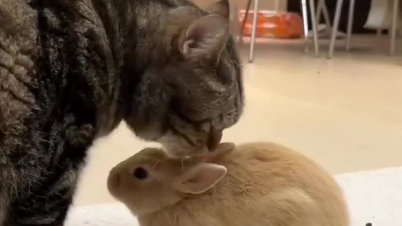 the cat that cleans the rabbit is cute 😻🐰