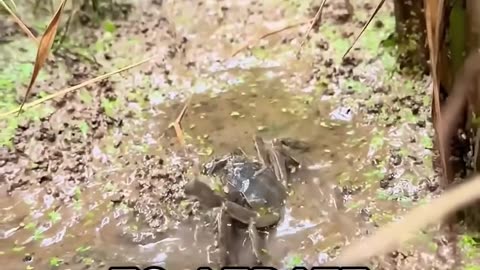 Why Farmers Buy Millions Of These Creatures 🤯