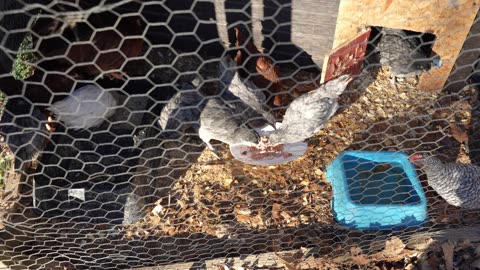 Another new batch of chicks featuring "production red" and "production blue" hybrids.