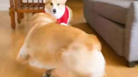 Santa Happy Chasing Ben 🐾| funny dog 12