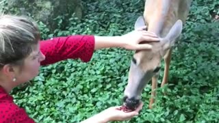 Man rescued a drowning baby deer and adopted it