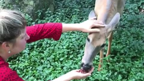 Man rescued a drowning baby deer and adopted it
