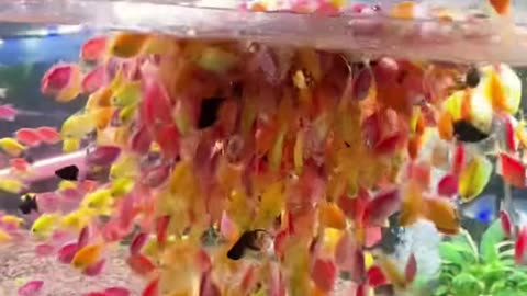 😍👀 Satisfying Video! | LifeHacksDaily