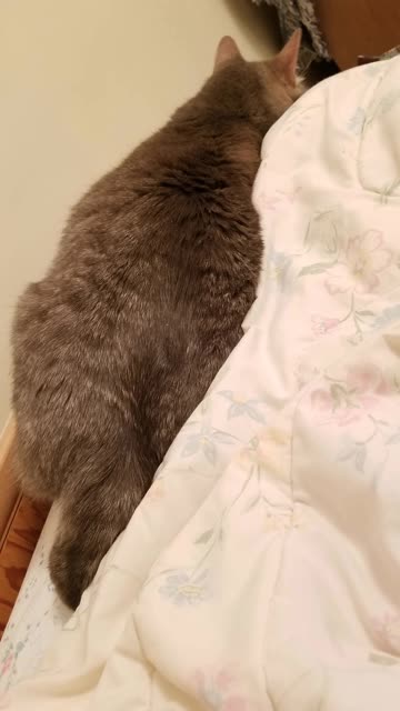 Please take one (1) puddle of Cory. #SparklegleamFarm #Cory #farm #cat #catlife #cute