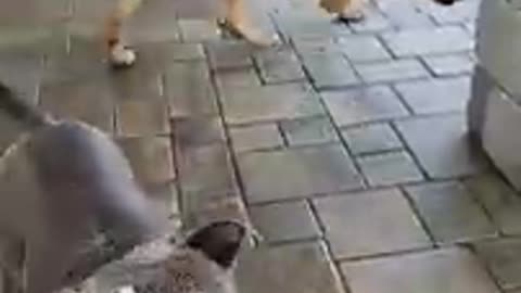 Funny dogs