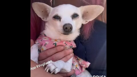 🛑 VP PART 1 YOGA UPDATE, ABBY'S LONG NAILS, SCUFFED SERVICE & MORE 10-28-25