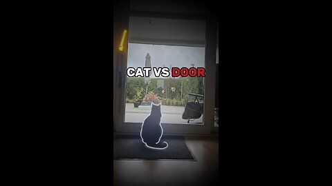 Cat vs door