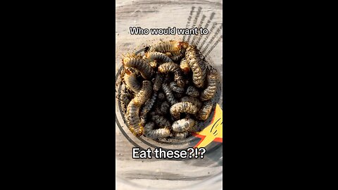 🐛 🐓 Grubs are their favorite!! 🐔